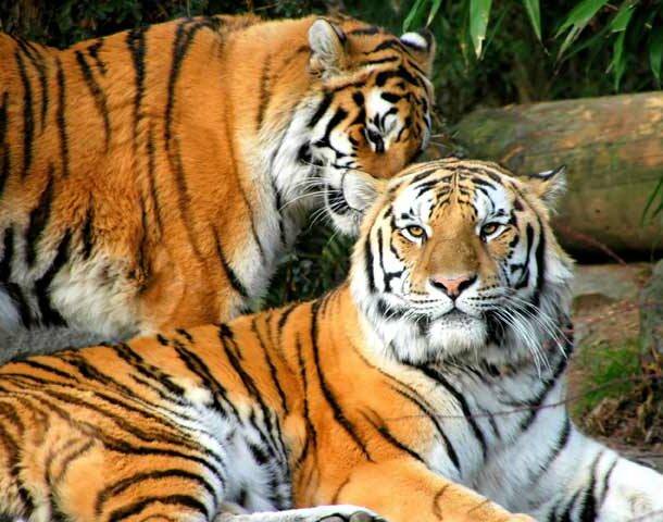 Tiger Love