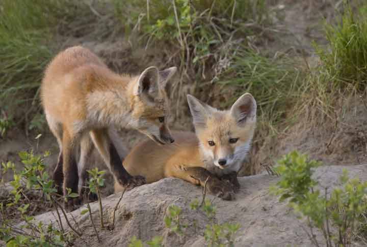 Fox playing