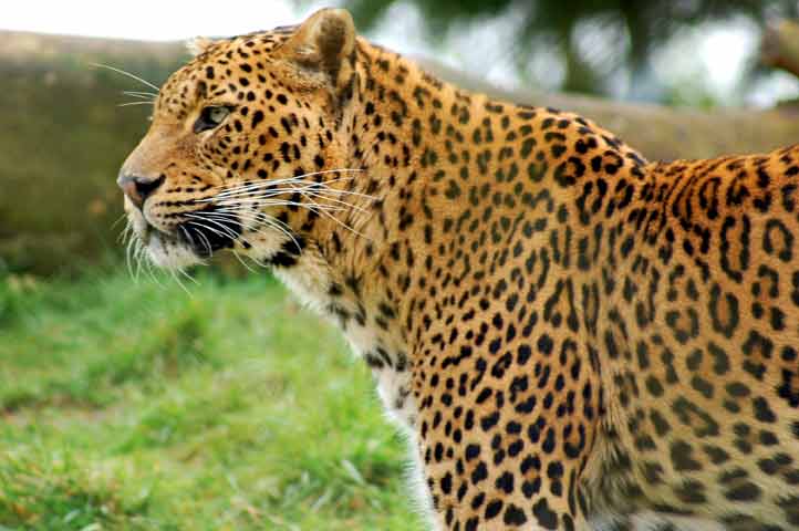 Leopard in Tadoba