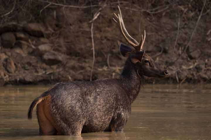 Sambar in water