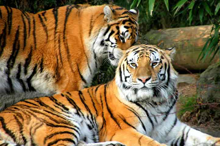 Loving Tigers