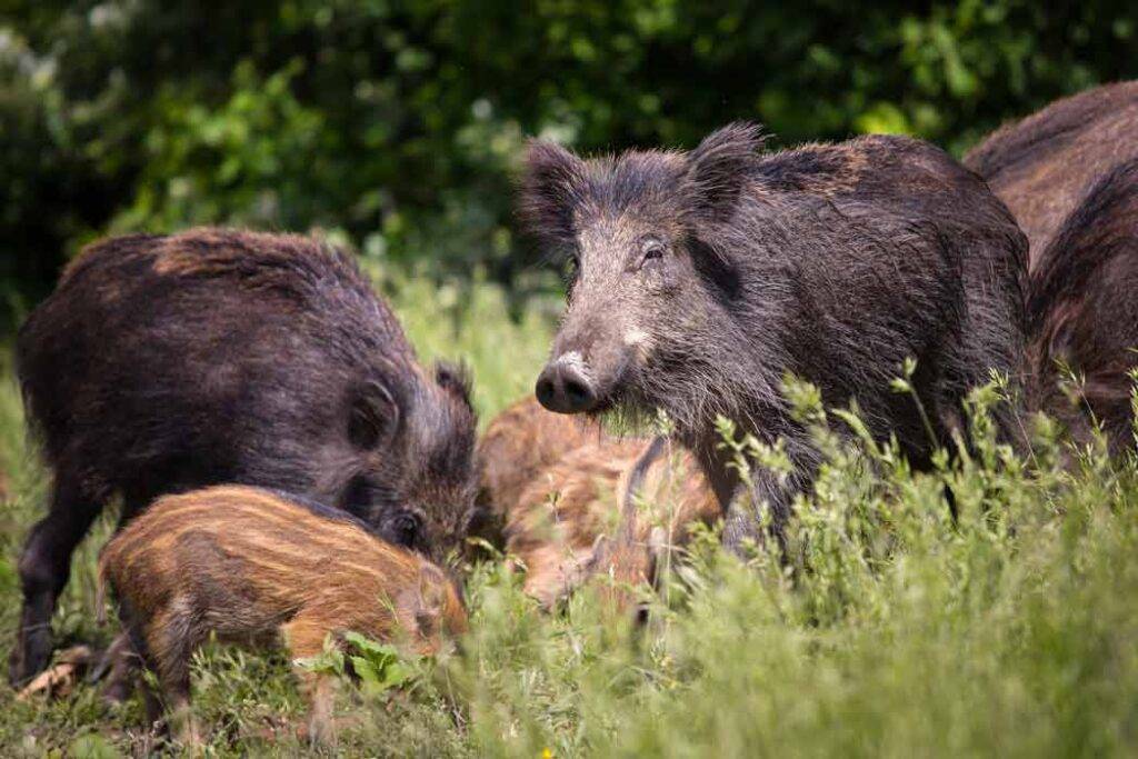 Wild bore