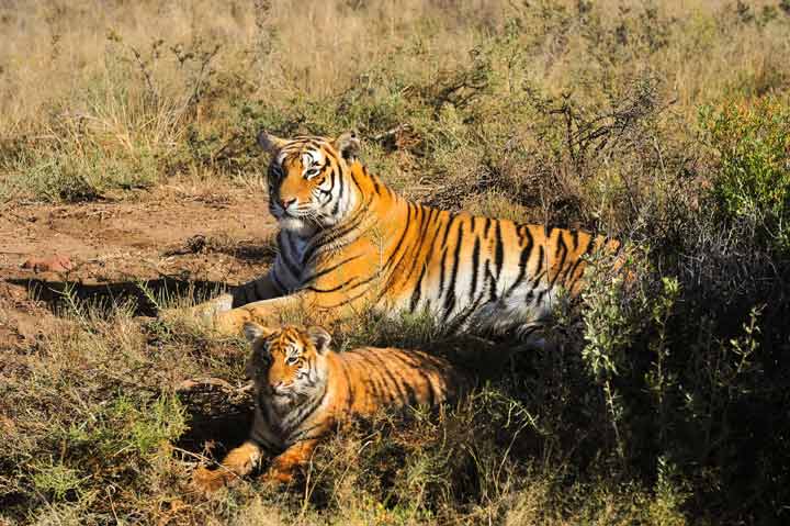 Tigers in Tadoba