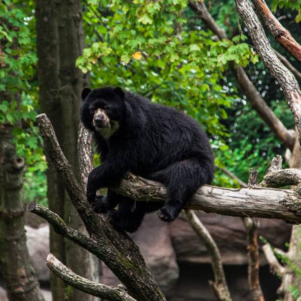 Black Bear on Tree