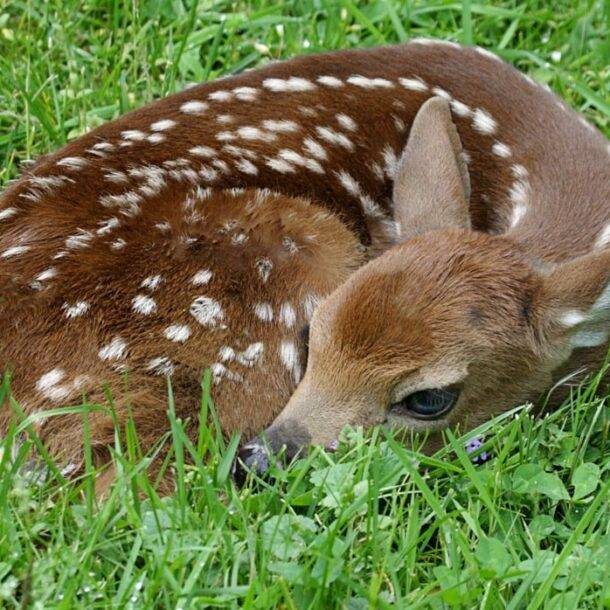 Deer Baby