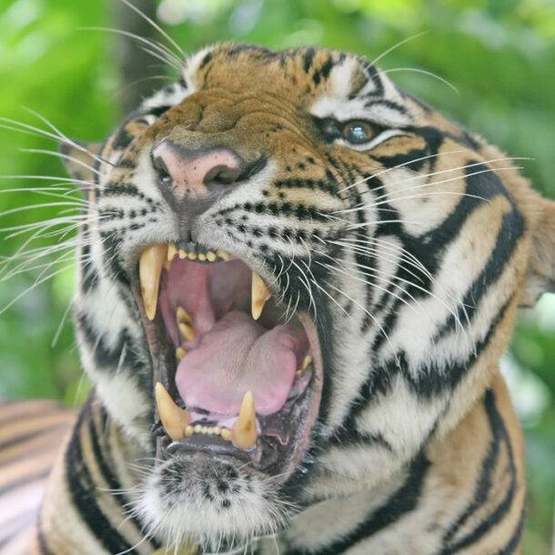 Tiger Closeup