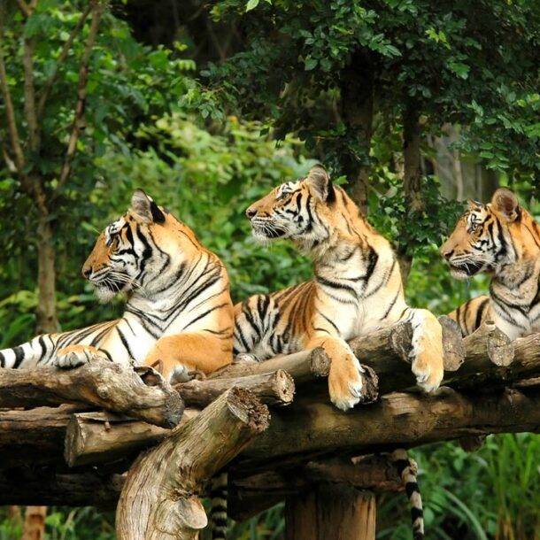 Tiger Relaxing