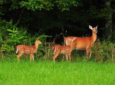 Deer with Babies