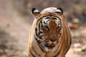 Tigress Veera