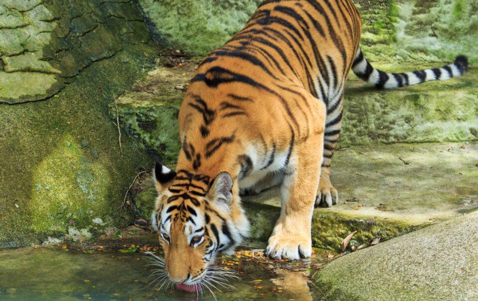 Thrusty Tiger in Tadoa Jungle