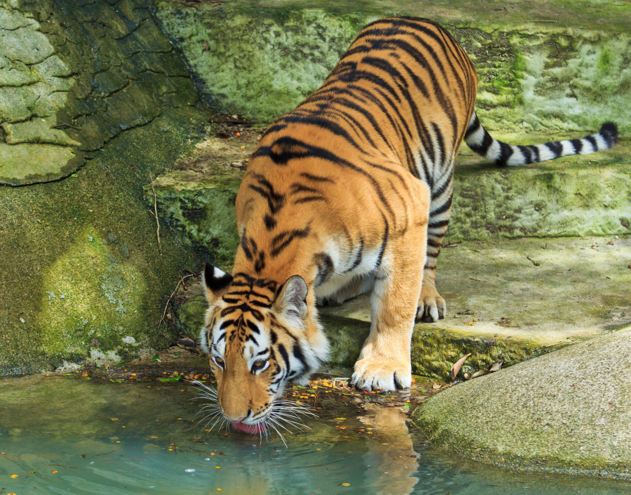 Thrusty Tiger in Tadoa Jungle