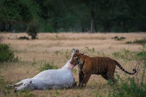 Tiger-Kills-Cattle-near-Wildcat-Resort