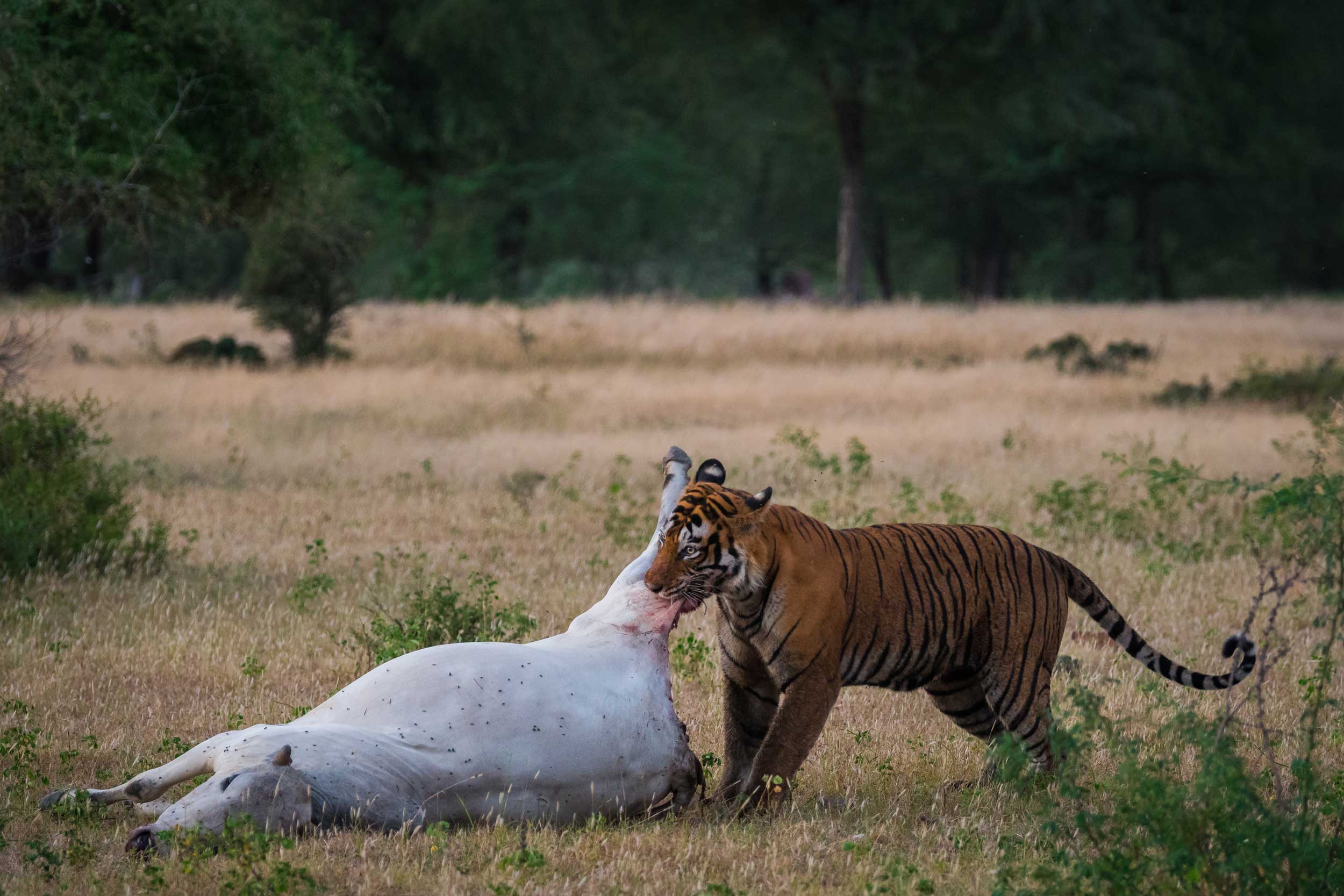 Tiger-Kills-Cattle-near-Wildcat-Resort