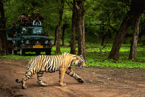 Tadoba Jungle Safari