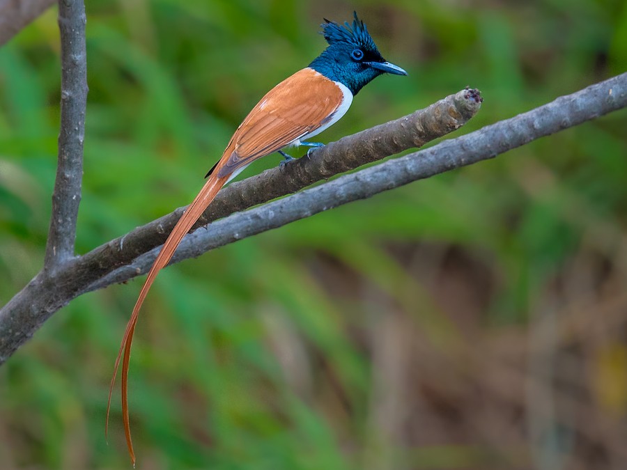 A male white-morph Asian Paradise Flycatcher with long ribbon-like tail feathers in Tadoba