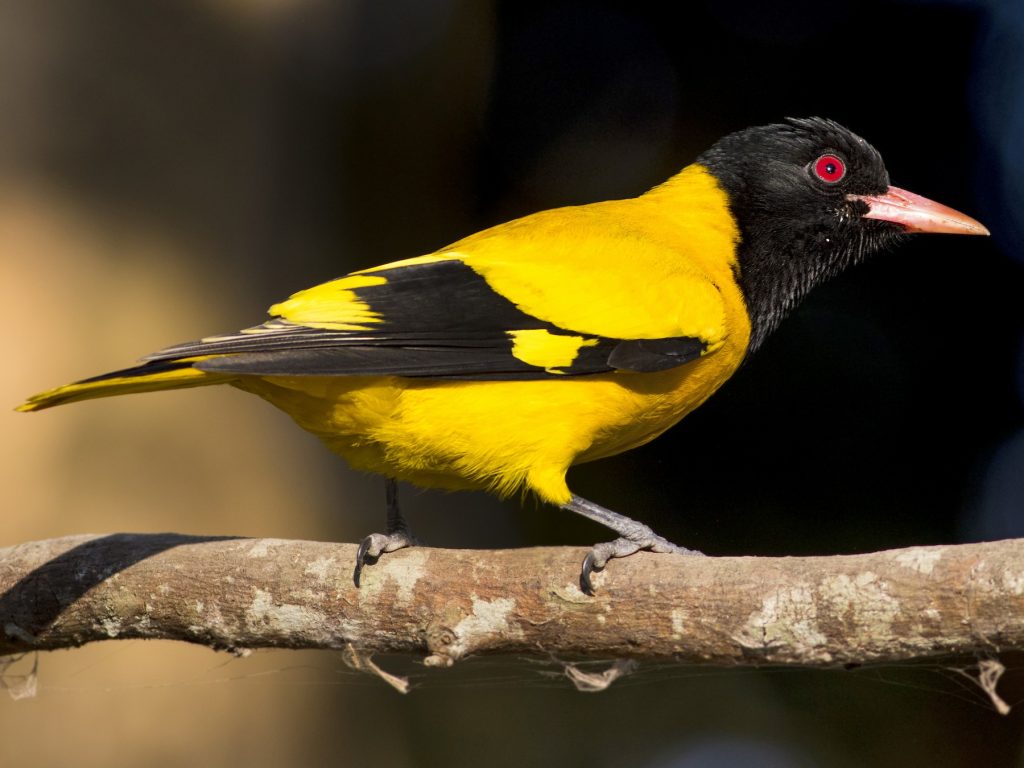 A vibrant yellow Black-hooded Oriole contrasting against dark green foliage in Tadoba