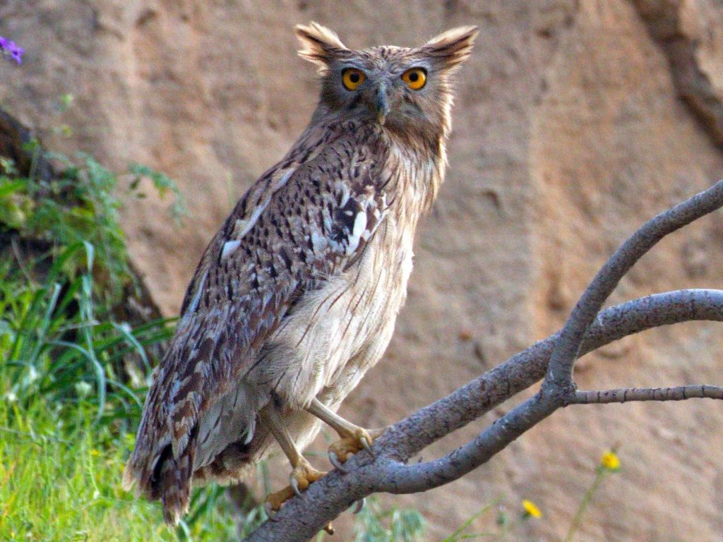 A Brown Fish Owl bird perched on a thick tree branch during a daytime safari in Tadoba