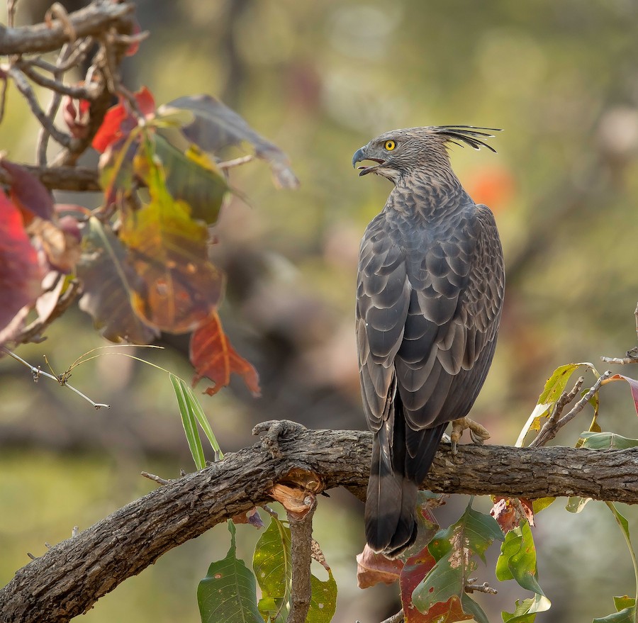 A powerful Changeable Hawk-Eagle perched on a branch scanning the grasslands of Tadoba