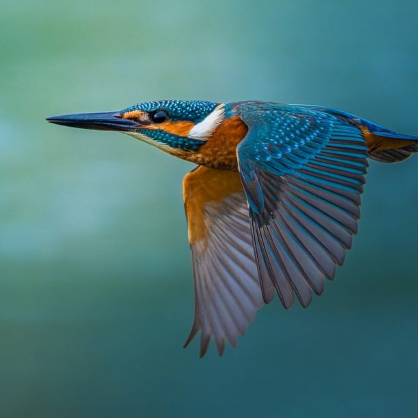 Wildlife photography and bird watching in Tadoba