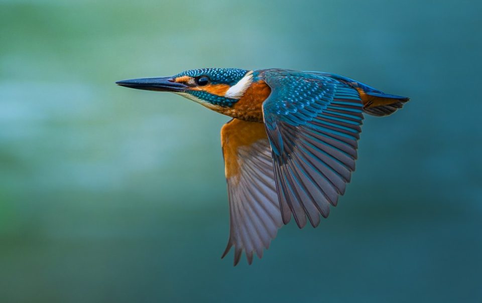 Wildlife photography and bird watching in Tadoba