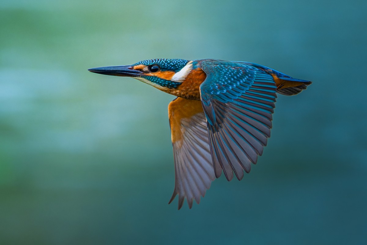 Wildlife photography and bird watching in Tadoba