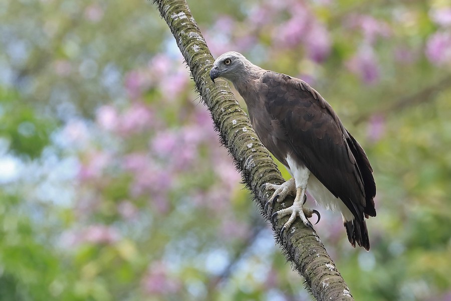 A majestic Grey-headed Fish Eagle perched on a dead tree stump in Tadoba