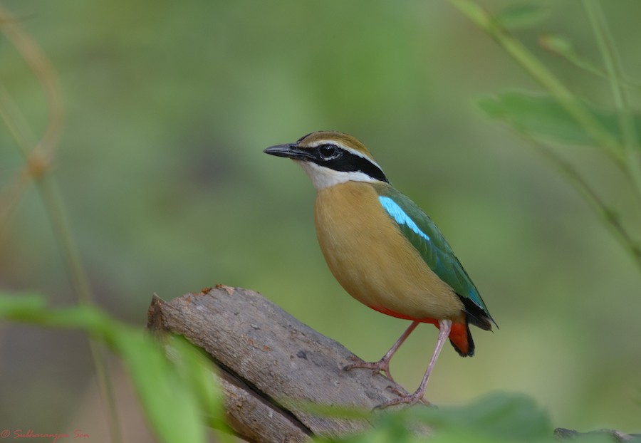 An Indian Pitta foraging on the forest floor in Tadoba
