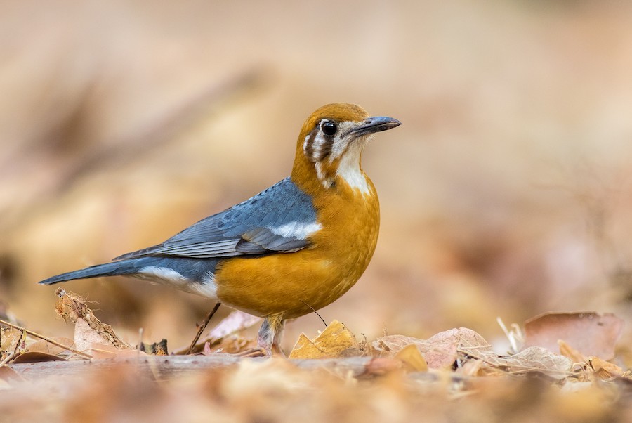 An Orange-headed Thrush shot at eye-level on a leaf-littered forest floor in Tadoba