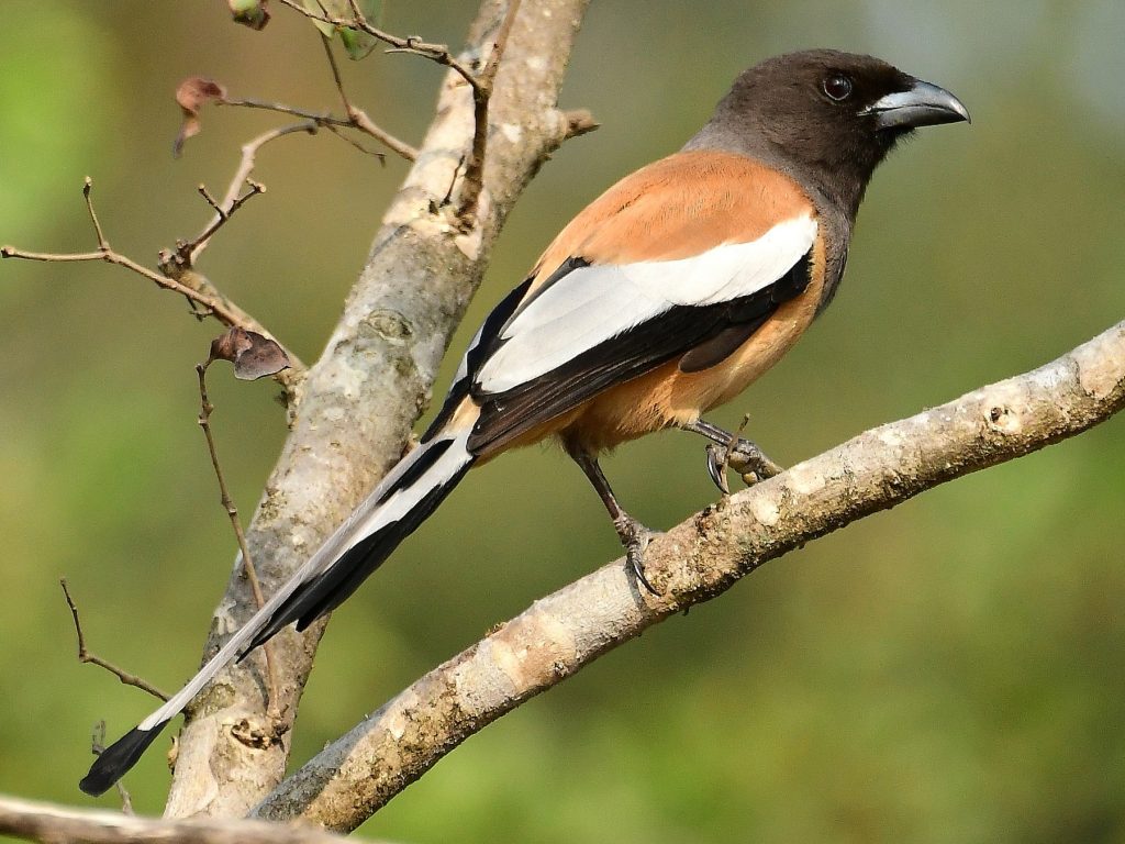 A curious Rufous Treepie bird perched on a branch near a safari jeep tracks path in Tadoba
