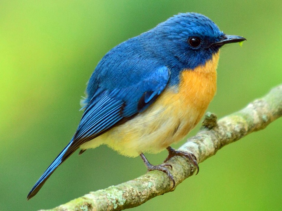 A small Tickell's Blue Flycatcher bird perched quietly on a twig in the shaded woods of Tadoba
