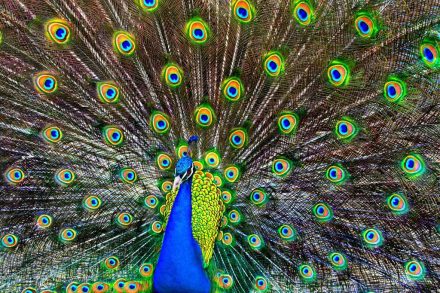 Blue Peacock Dancing